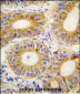 YARS2 Antibody (C-term)
